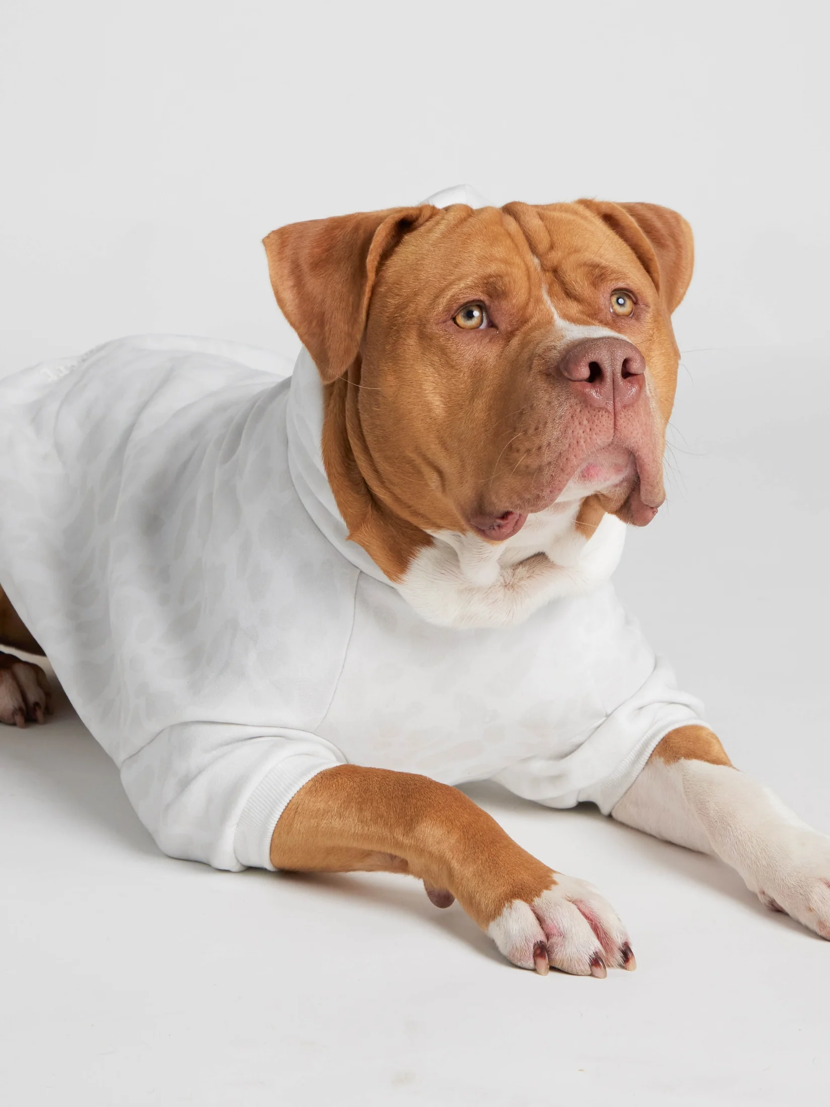 Minimalist Paw Hoodie 18 Minimalist Paw Hoodie