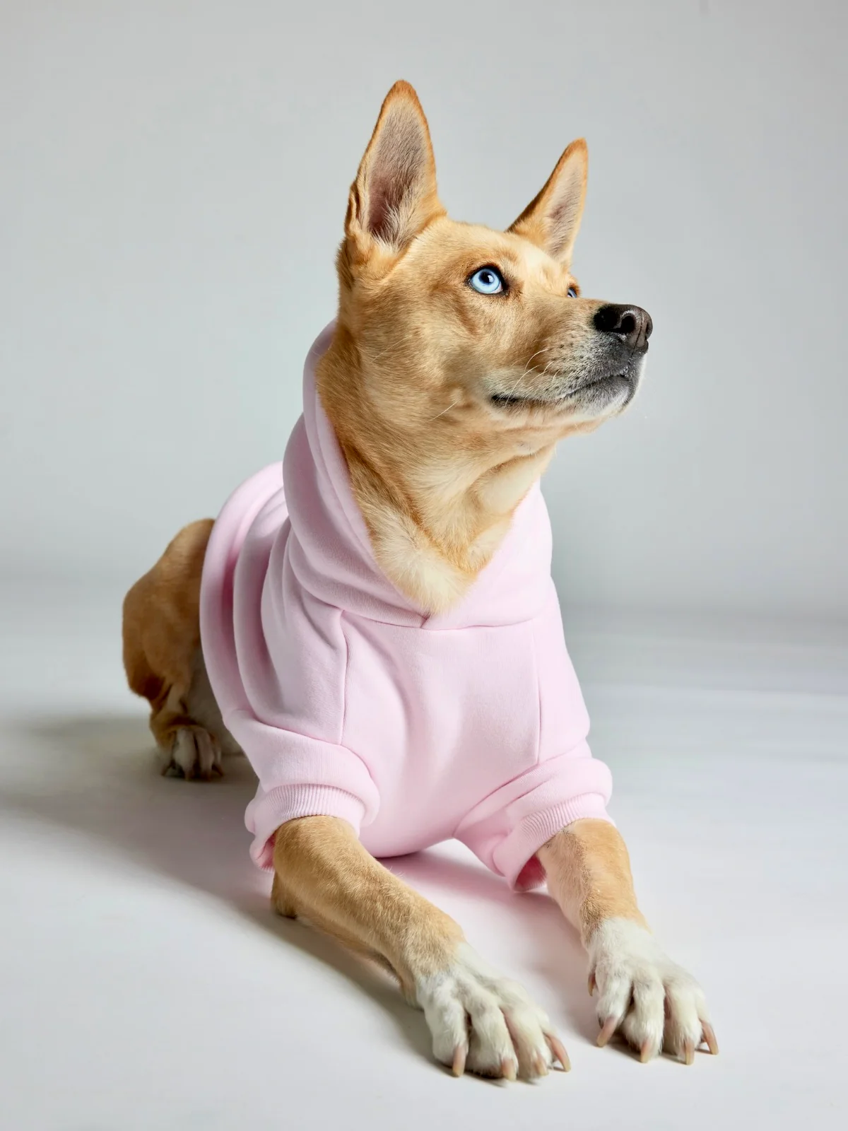 Minimalist Paw Hoodie 40 Minimalist Paw Hoodie