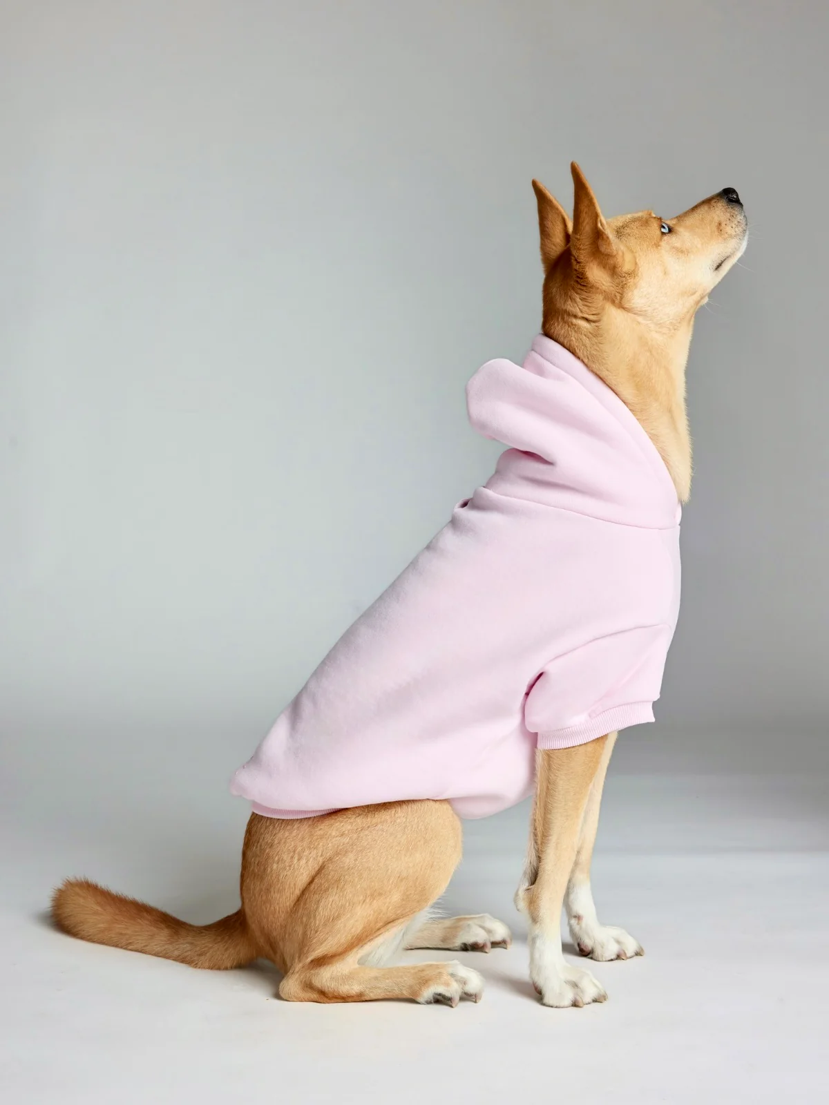Minimalist Paw Hoodie 42 Minimalist Paw Hoodie