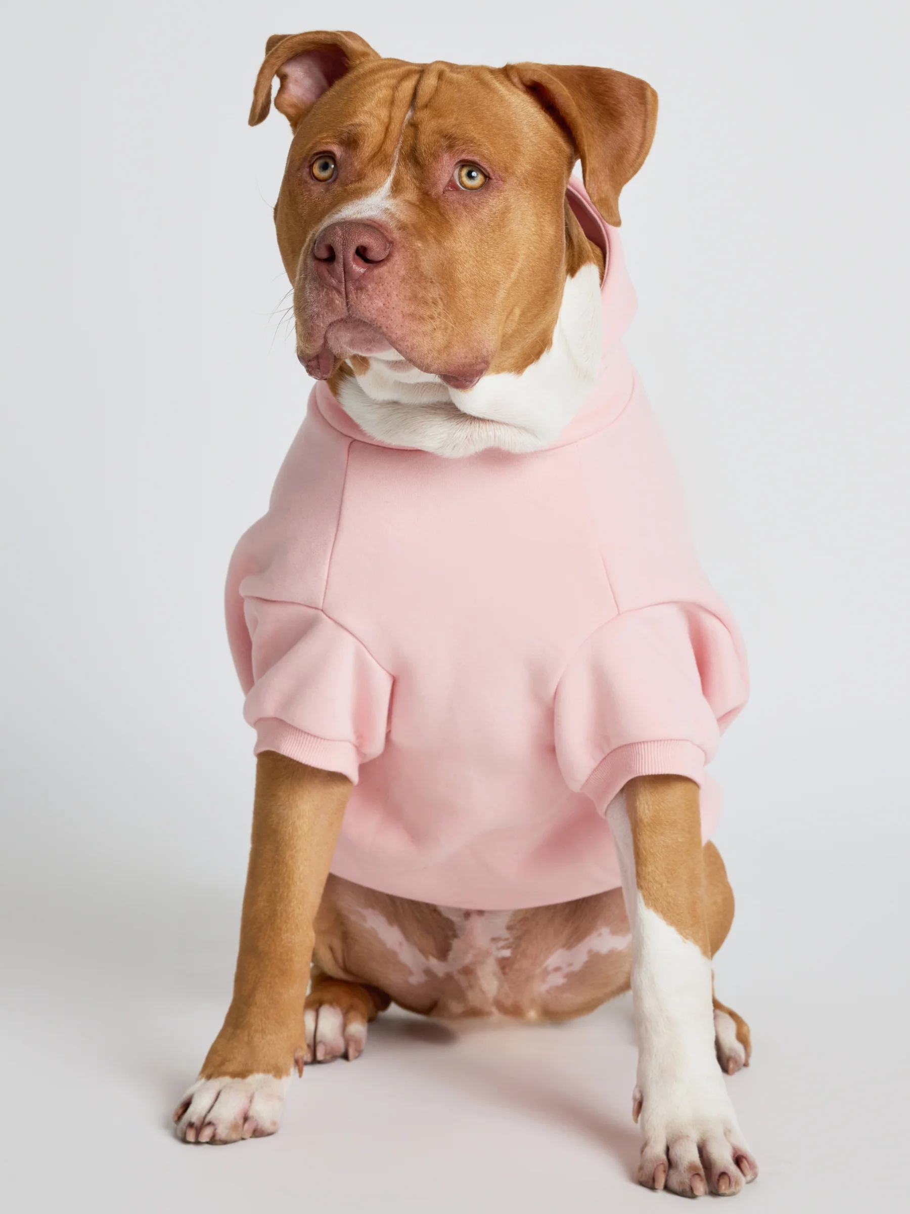 Pastel Paw Hoodie - Pre Order
